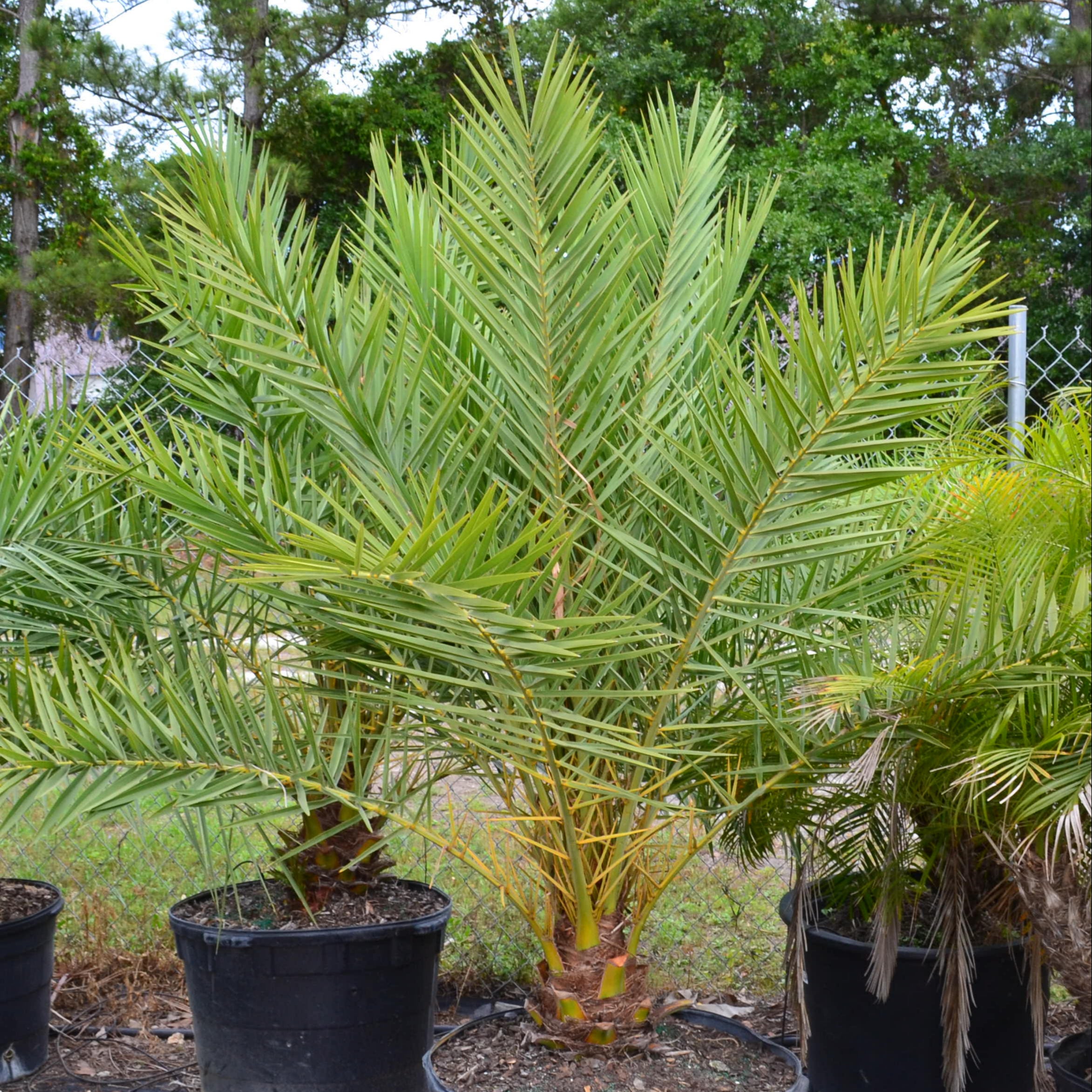 phoenix palm plant Phoenix Sylvestris Palm (Gallon Sizes) – Panhandle Palm & Rock