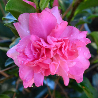 Shi Shi Camellia