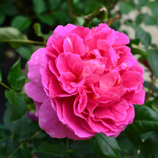 David Austin Rose