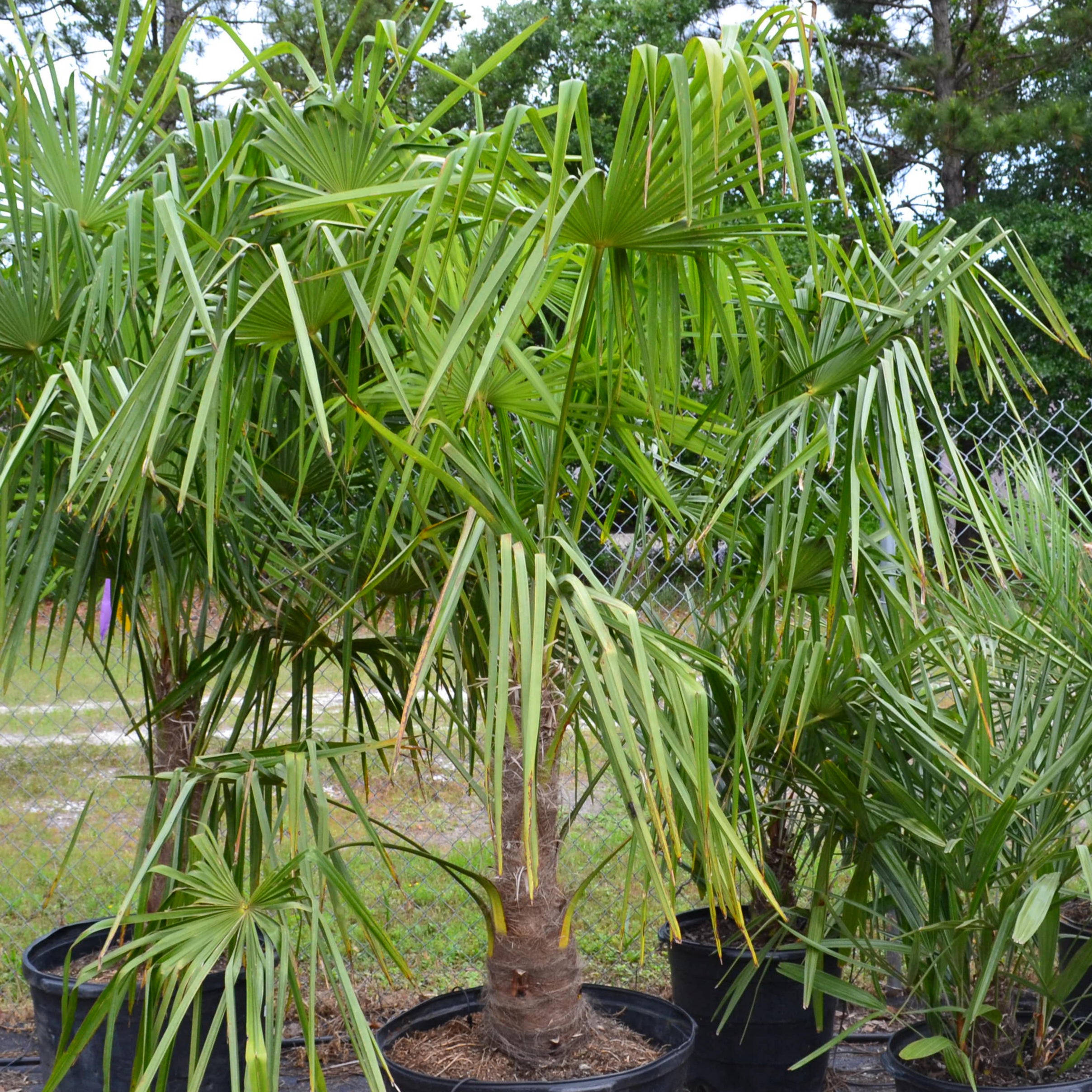 planting windmill palm trees Windmill Palm (Gallon Sizes) – Panhandle Palm & Rock