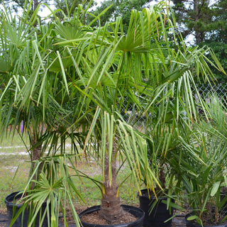 Windmill Palm (Gallon Sizes)