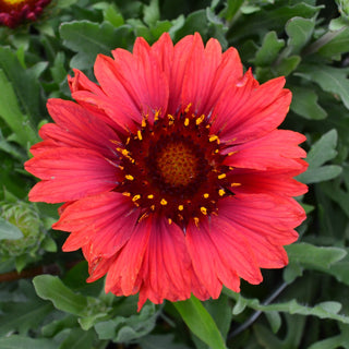 Gaillardia Mesa Red