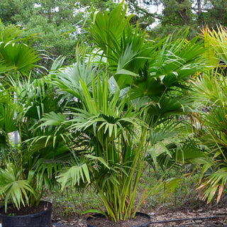 Chinese Fan Palm (Gallon Sizes)