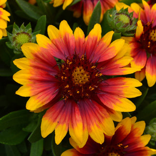Gaillardia Gusto Sweet Chili