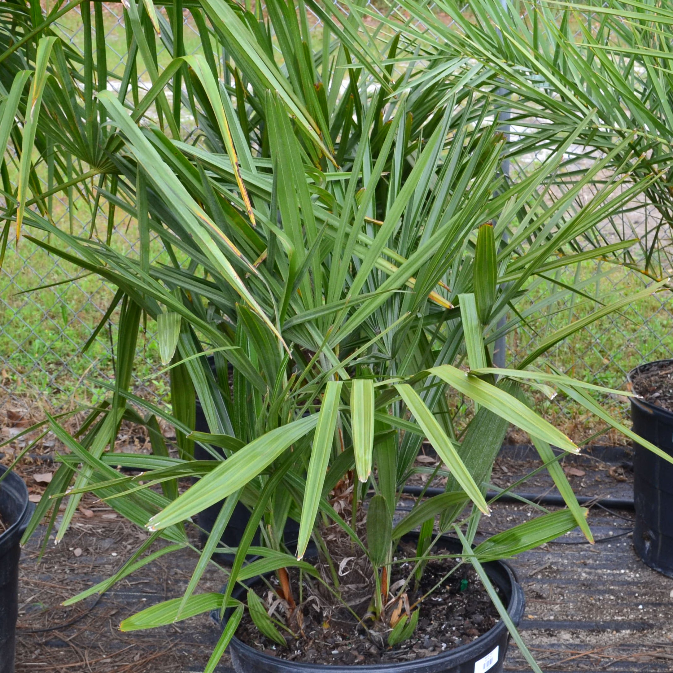 needle palm plant Needle Palm – Panhandle Palm & Rock