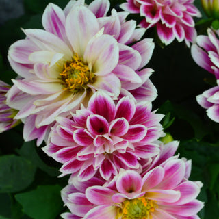 Dahlia Assorted