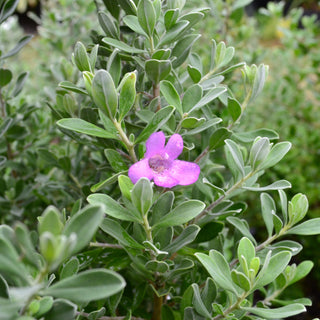 San Antonio Texas Sage