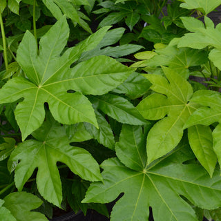 Fatsia Japonica
