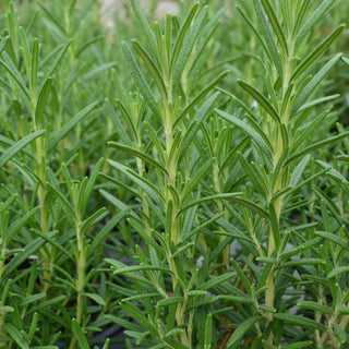 Rosemary Arp