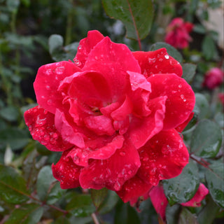 Red Double Knock Out® Rose