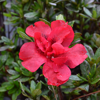 Encore® Autumn Fire Azalea
