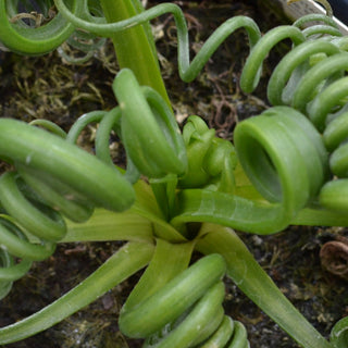 Albuca Spiralis 'Frizzle Sizzle'