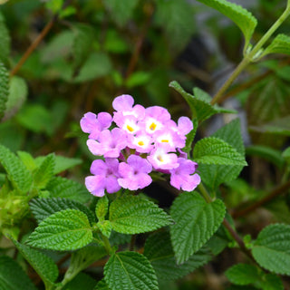 Purple Trailing Lantana