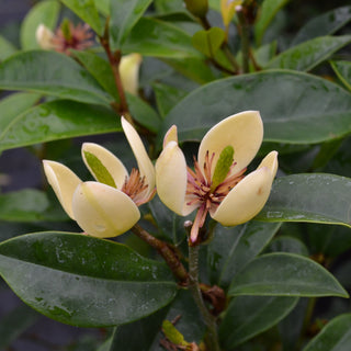 Banana Shrub 'Skinneraina'