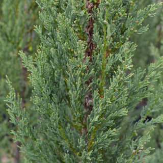 Italian Cypress