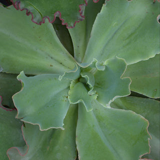Echeveria Giant Blue
