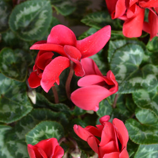 Latinia® Success Bright Red Cyclamen