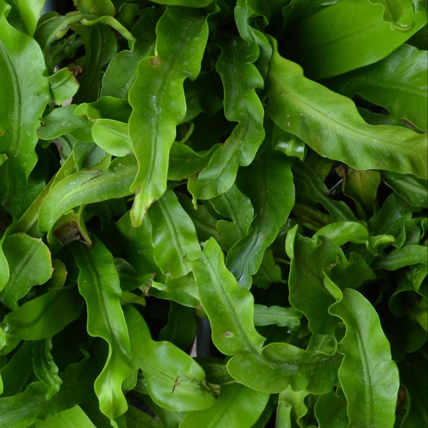 aspenium victoria birds nest fern Asplenium Victoria Bird's Nest Fern – Panhandle Palm & Rock