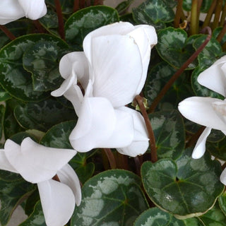 Cyclamen Halios Pure White