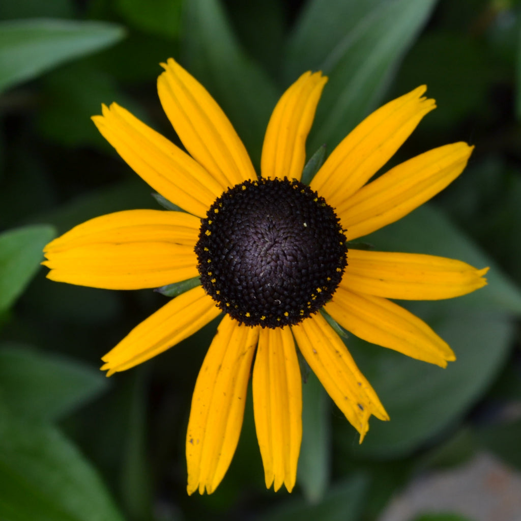 Rudbeckia Early Bird Gold – Panhandle Palm & Rock