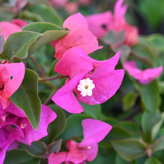 Bougainvillea Helen Johnson