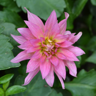 Mega Boom Pink Lemonade Dahlia