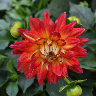 Mega Boom Fire Dahlia