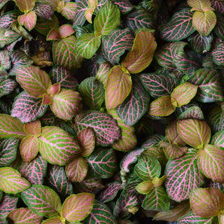 Fittonia Zalm Ruby Lime