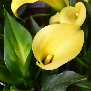 Calla Lily Sun Club