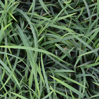 Blue Bunny Carex