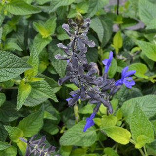 Rhythm and Blues Salvia