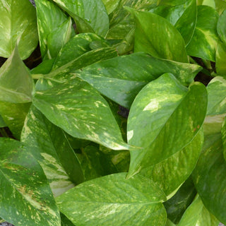 Golden Pothos