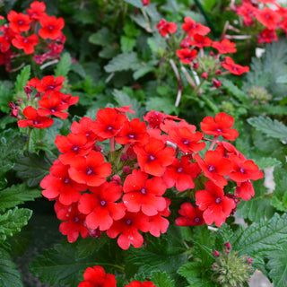 Verbena Assorted 10" Bsk