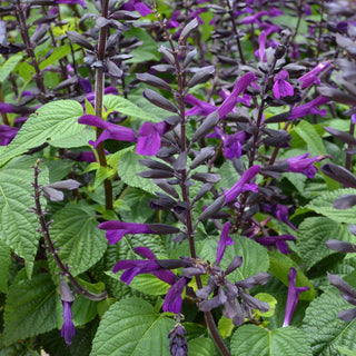 Smokey Jazz Salvia