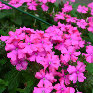 Verbena Assorted 10" Bsk