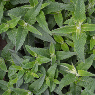 Monarda Sugar Buzz Grape Gumba