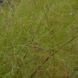Bamboo Muhly