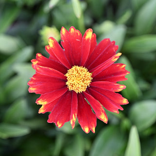 Uptick Red Coreopsis