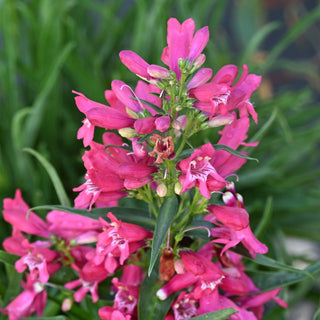 Penstemon Rock Candy Ruby