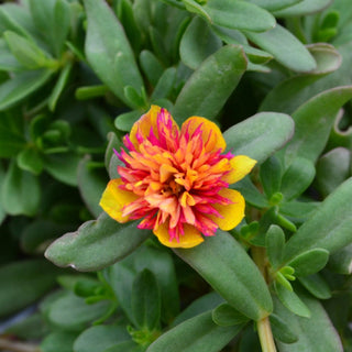 Portulaca SeaGlass Double Guava