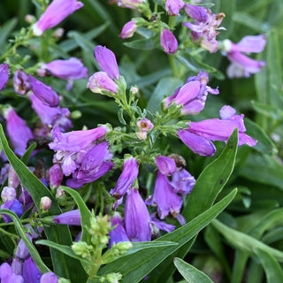 Penstemon Rock Candy Blue