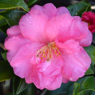 Shi Shi Camellia