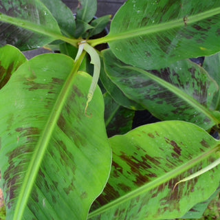 Banana Musa Grand Nain