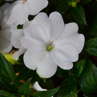 Sunpatiens Compact White
