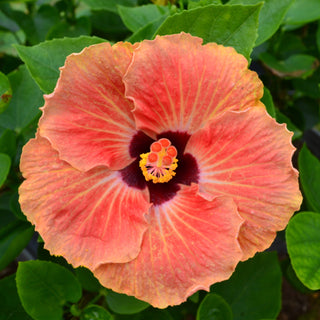Cajun Hibiscus - Sweetie Pie