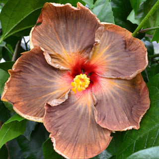 Cajun Hibiscus - Evening Glo