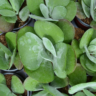 Kalanchoe Flapjack