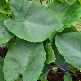 Colocasia Cleopatra's Kiss