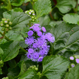 Ageratum Monarch Magic