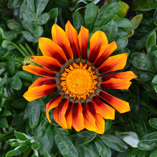 Gazania Giant Red Bronze